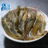 新鮮活凍白蝦 (中)